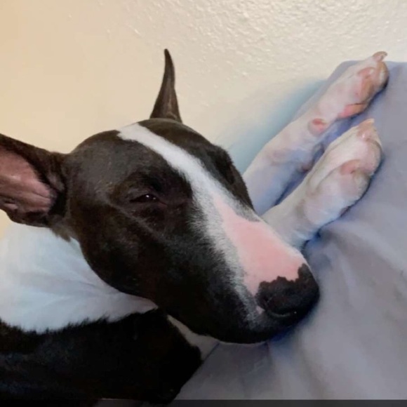 Meet your Posher, Millie - Picture 1 of 1